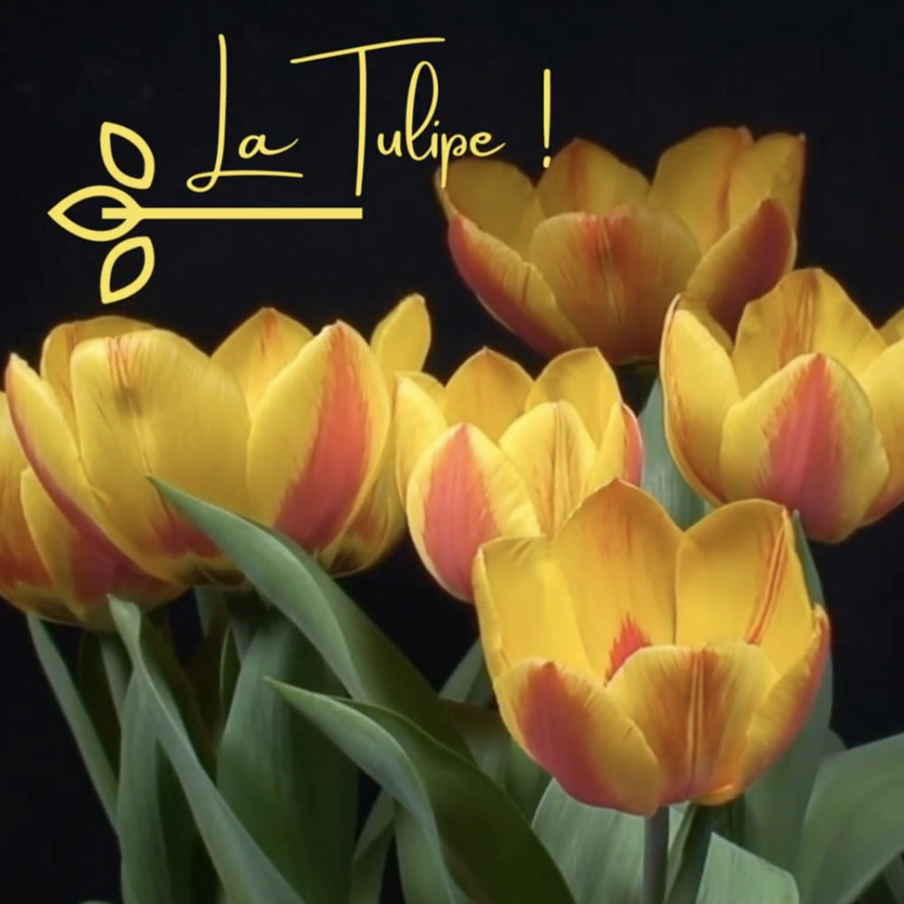 FOLIOLE-Tulipes