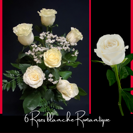 6 roses blanches Romantiques Fleuriste Foliole Rosemère Chocolats