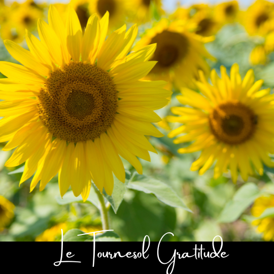 le tournesol gratitude fleuristefoliole.com