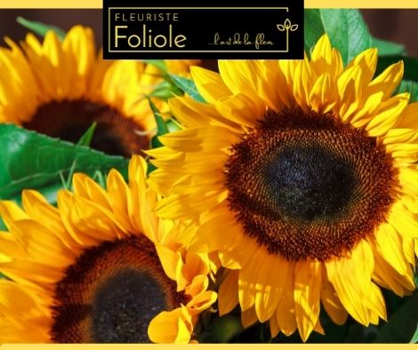 fleuristefoliole.com tournesol (