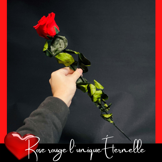 Rose rouge l'unique Éternelle fleuristefoliole.com