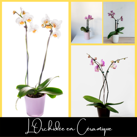 Orchidée phaléanopsis en céramique fleuristefoliole.com