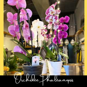 Orchidée phaléanopsis fleuristefoliole.com