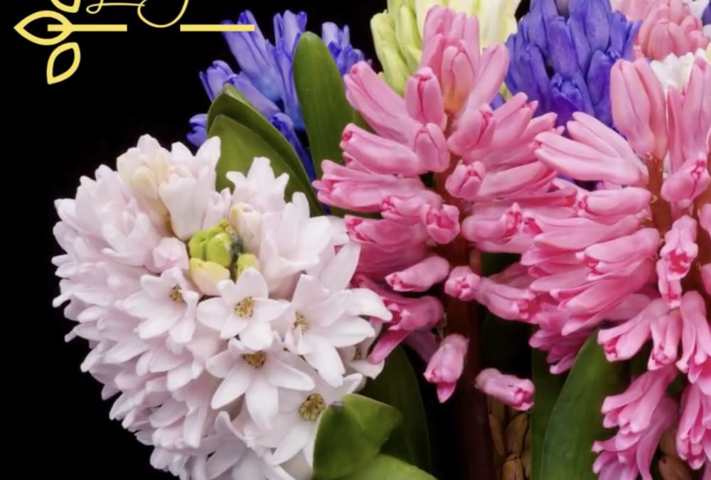 Offrir une jacinthe… tout en nuances!