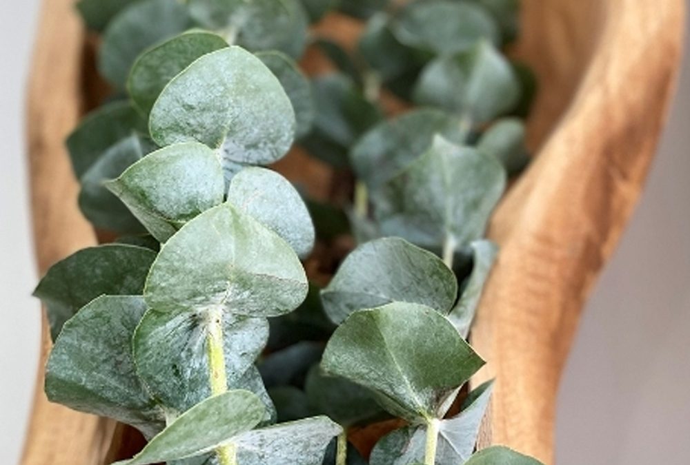 C’est pas juste un eucalyptus!