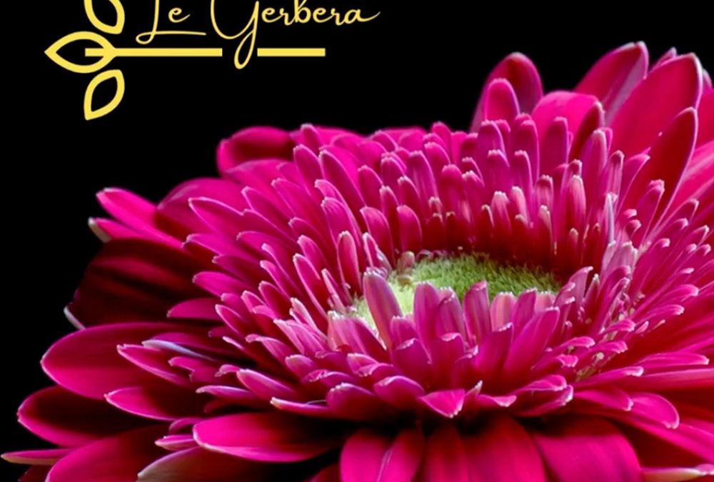 Que c&rsquo;est beau un gerbera, n&rsquo;est-ce pas?