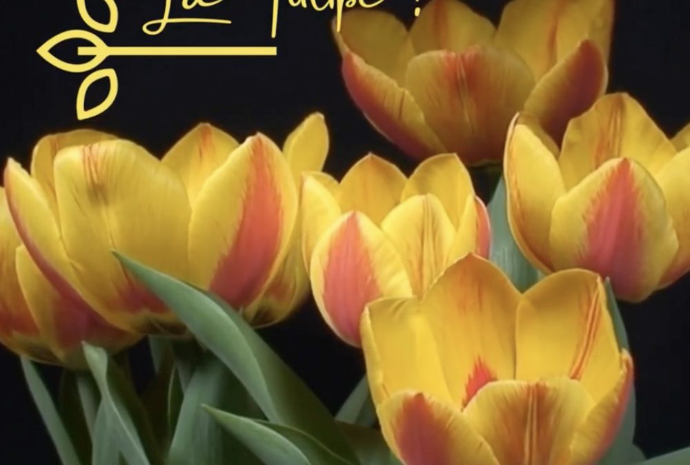 La tulipe, cette fleur si charmante !
