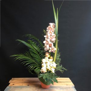 Funeraire Orchidee Palmiers